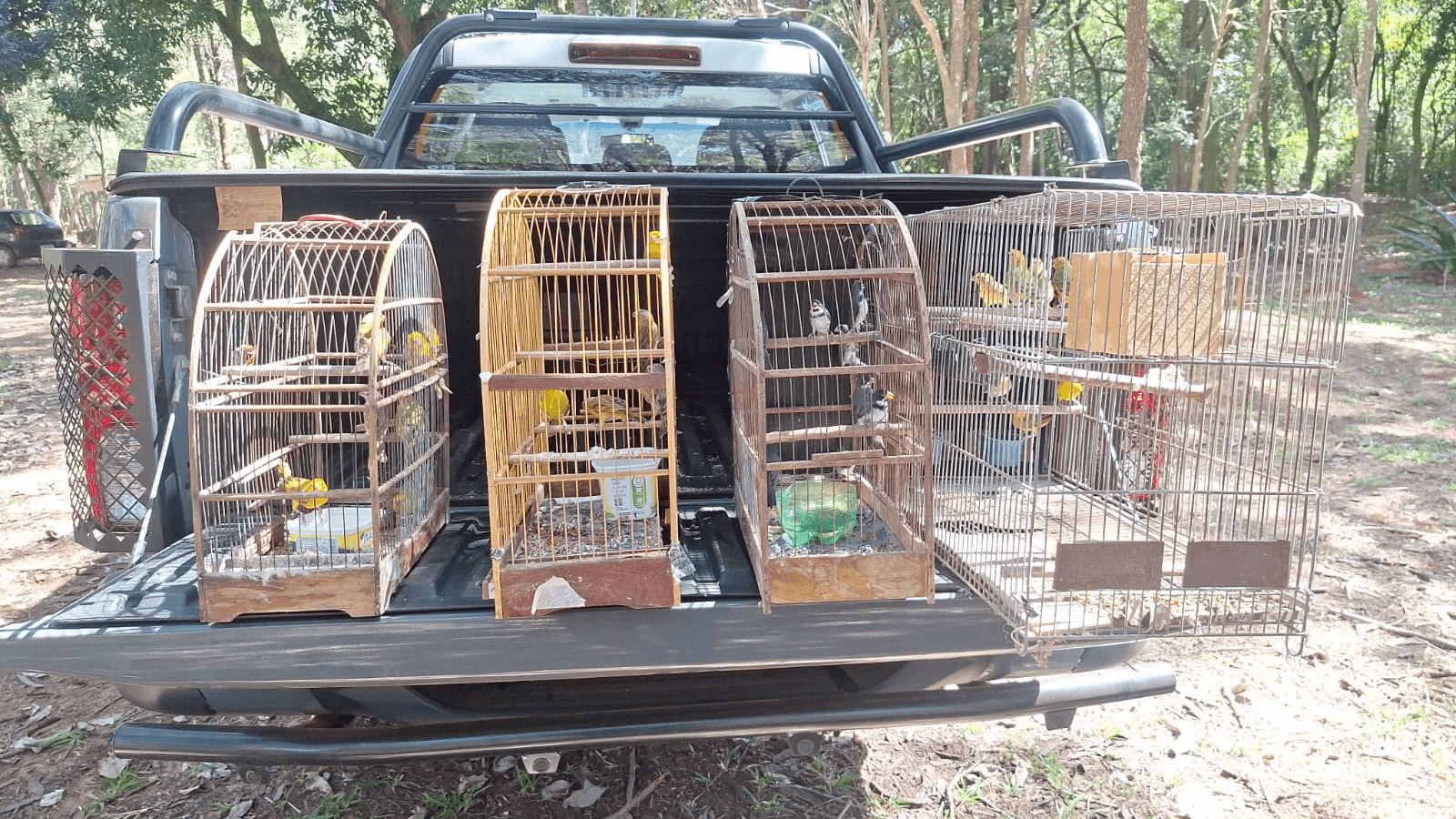 Polícia Militar Ambiental apreende aves mantidas em cativeiro