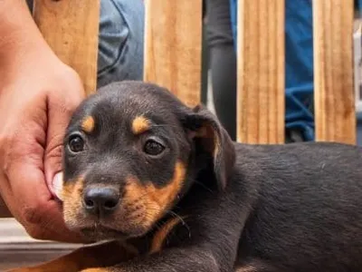 Caraguatatuba realiza feira de adoção de cães e gatos no sábado (25)