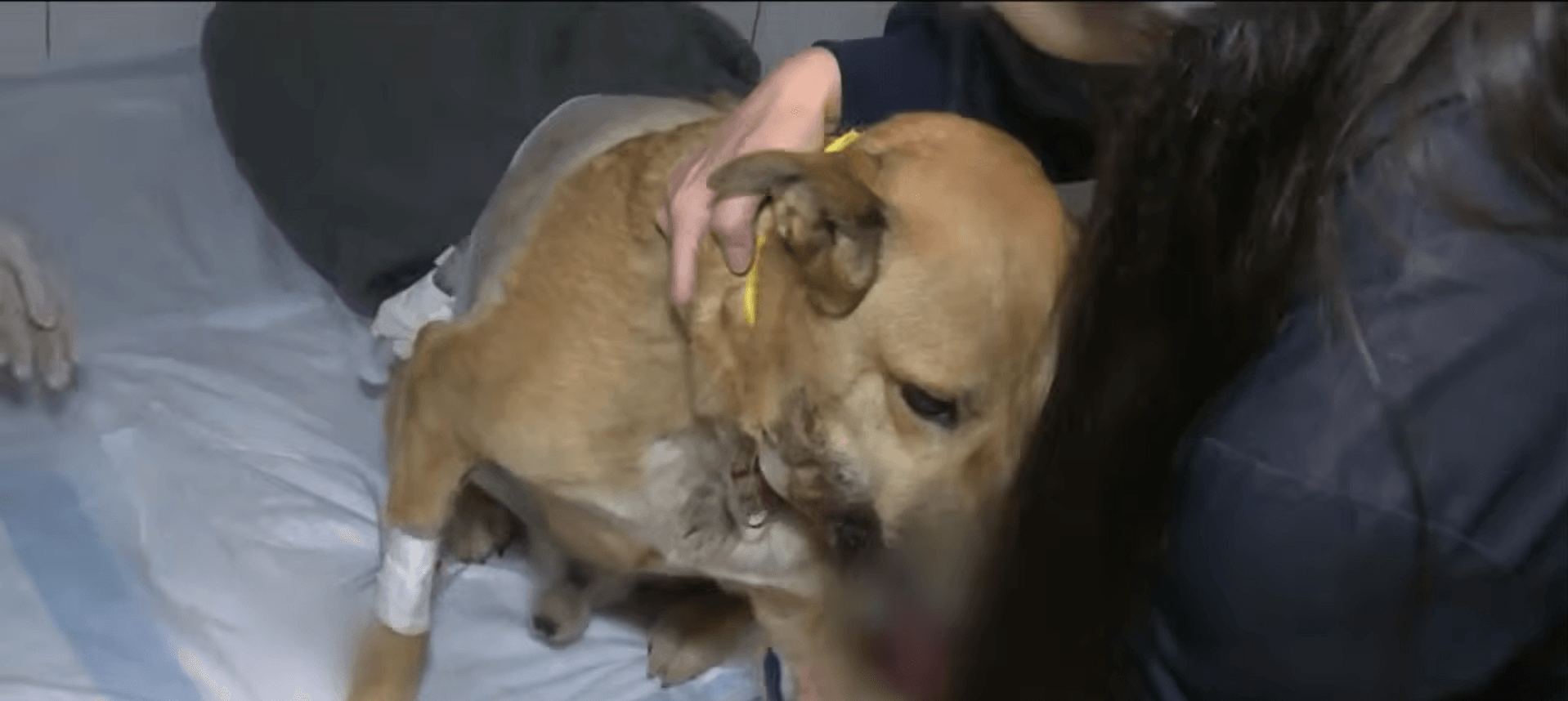 Cão é baleado ao defender tutora em assalto na Zona Sul de SP