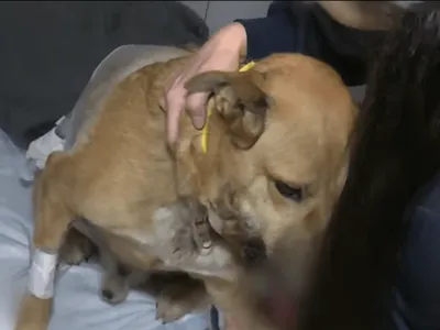 Cão é baleado ao defender tutora em assalto na Zona Sul de SP