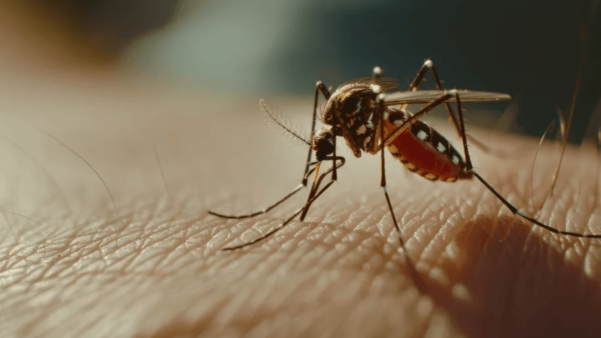 Taubaté confirma 11ª morte por dengue; cidade registra 3.870 casos