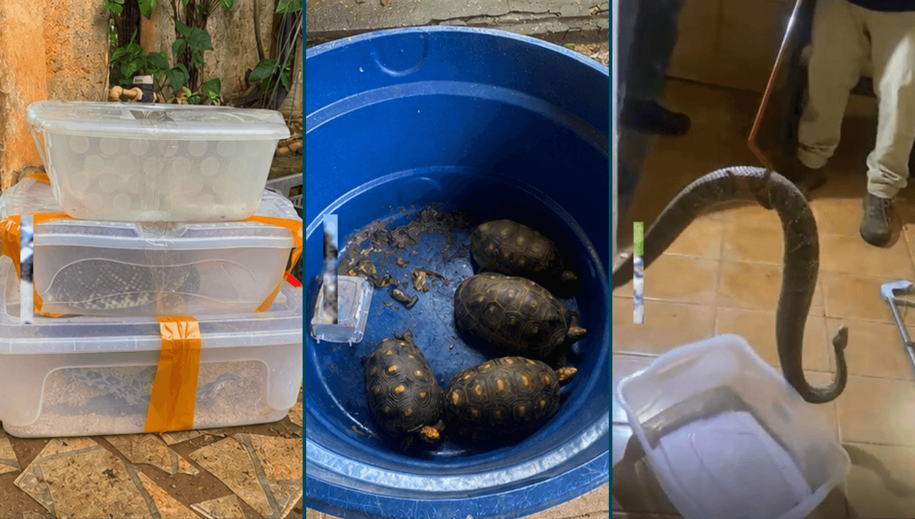 Polícia Ambiental resgata jabutis e cobras de cativeiro irregular em Tatuí