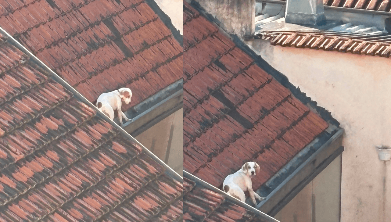 GCM resgata cachorro preso em telhado de restaurante em Águas de São Pedro