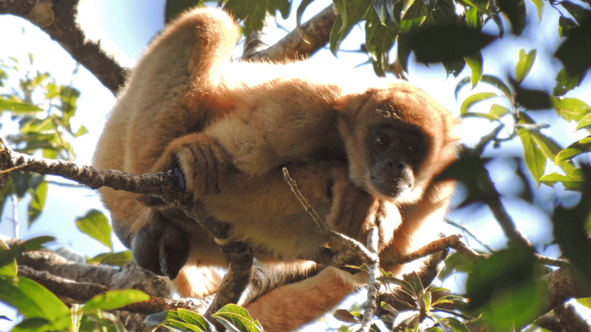 Símbolo de São Francisco Xavier, muriqui desafia cientistas contra extinção