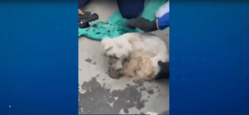 Sob escombros, cachorro é achado vivo 29 dias após terremotos na Venezuela