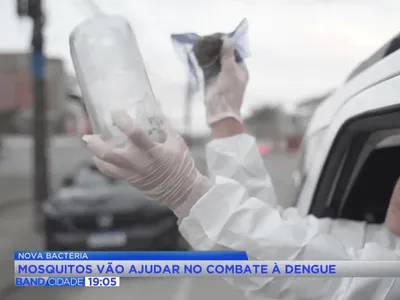 Curitiba libera 'wolbitos' em bairro para combater a dengue
