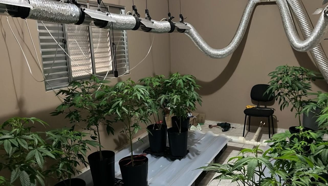Suspeito de manter estufa profissional de maconha é preso em Sorocaba