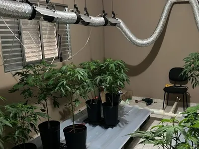 Suspeito de mante estufa profissional de maconha é preso em Sorocaba
