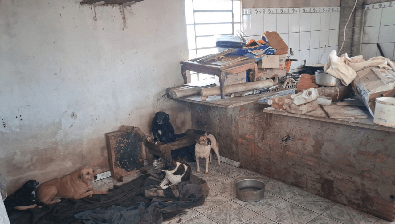 Polícia Ambiental retira 35 cães de residência insalubre em Leme - QTU Questões do Universo