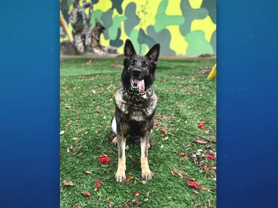 Cadela Bulma se aposenta após sete anos de serviço na PM de São Paulo