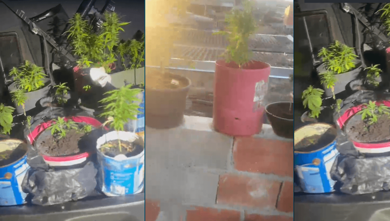 PM desarticula plantação de maconha e prende suspeito em Jundiaí - QTU Questões do Universo