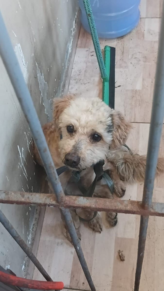 Cachorro perdido é resgatado por agentes do Segurança Presente em Irajá