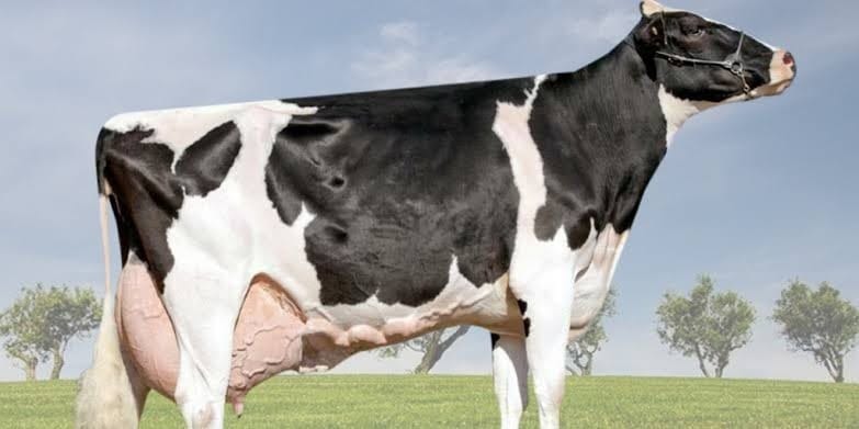 Pesquisa testa óleo natural contra superbactéria que causa mastite bovina - QTU Questões do Universo
