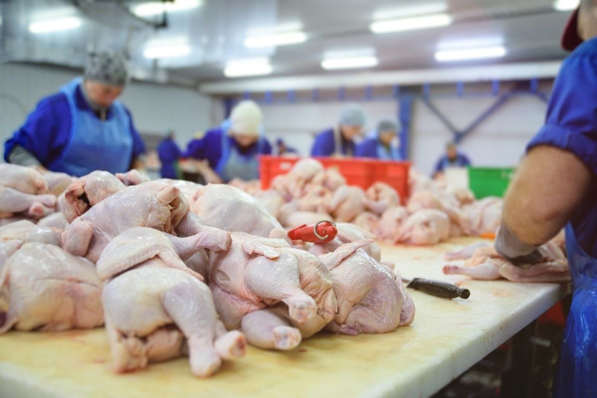 Setores de aves e suínos movimentam US$ 33 bilhões em exportações - QTU Questões do Universo