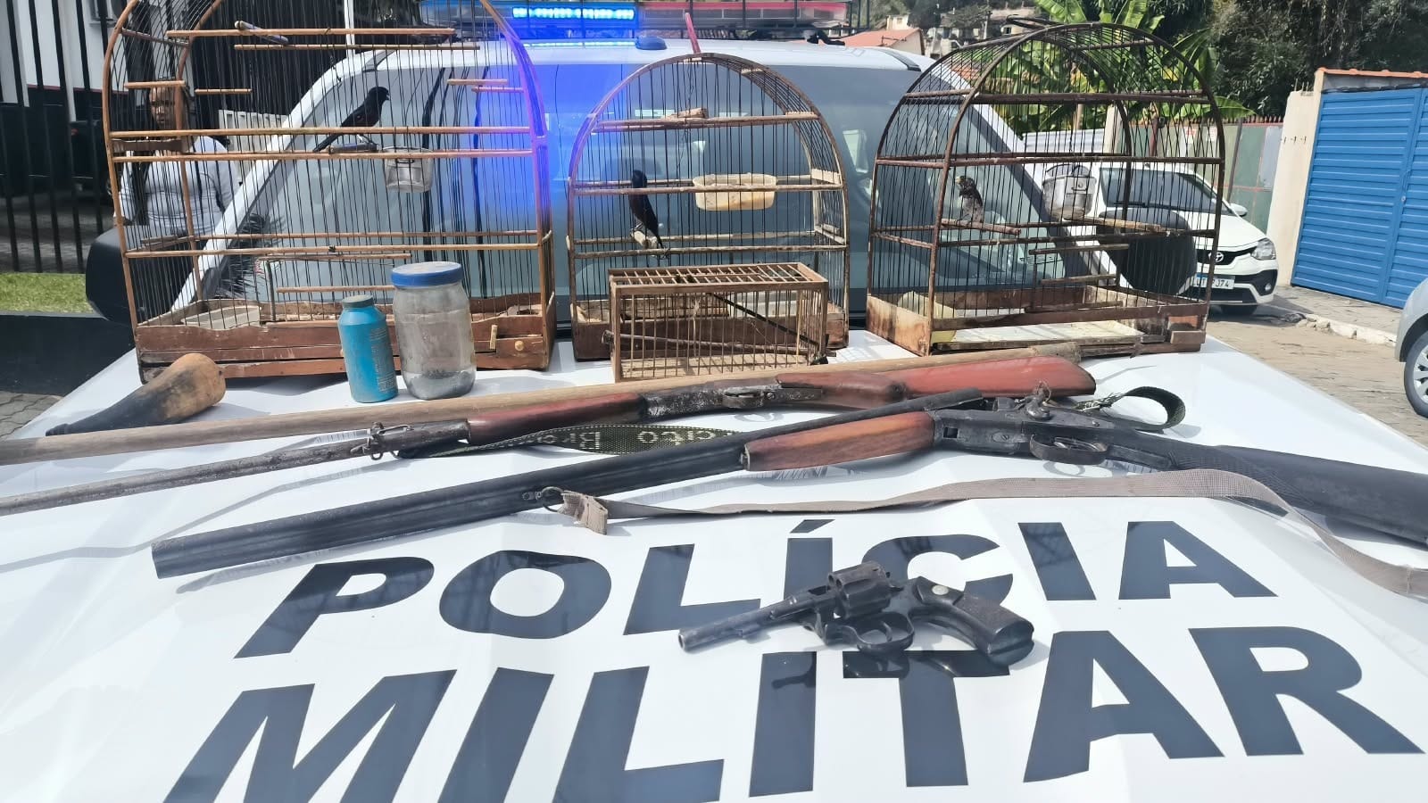 Aves silvestres: Polícia Ambiental apreende pássaros e armas em Bananal - QTU Questões do Universo