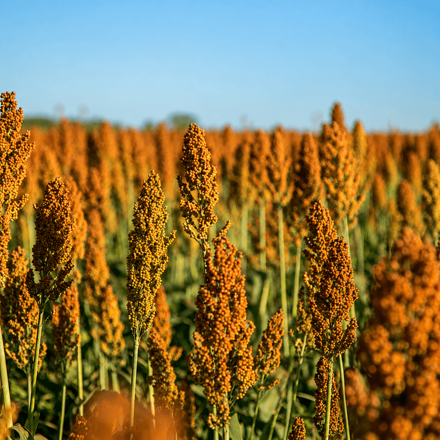 Produção de sorgo no Brasil deve crescer 24,9% na safra 2025/2026