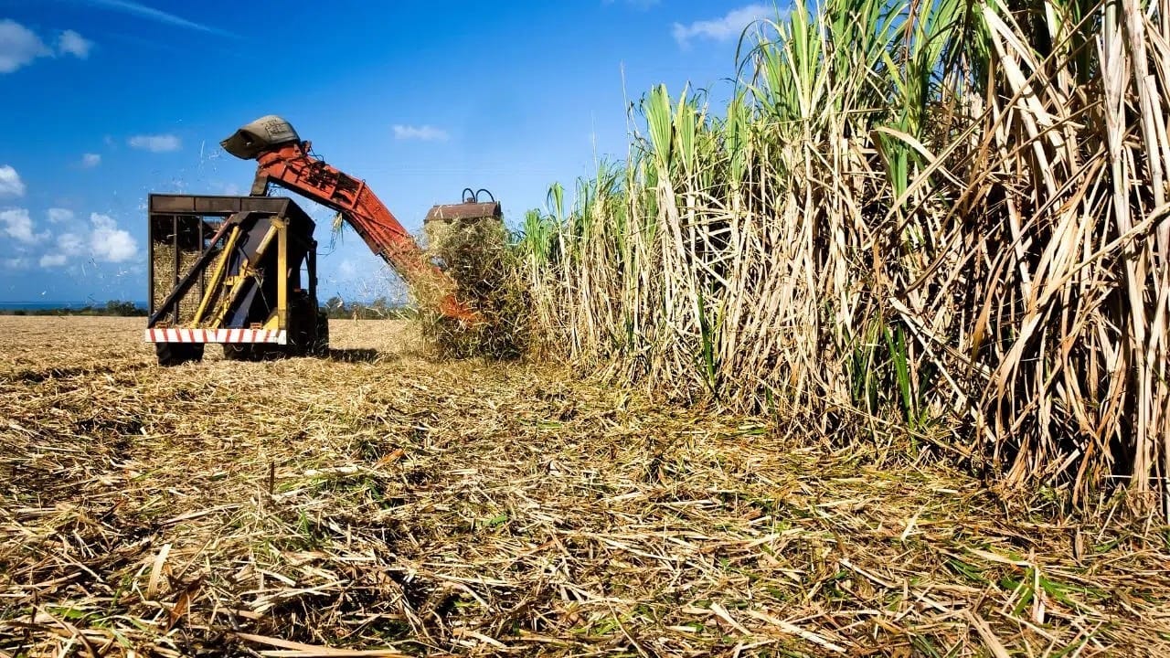 Moagem de cana atinge 214,4 milhões de toneladas na safra 2026