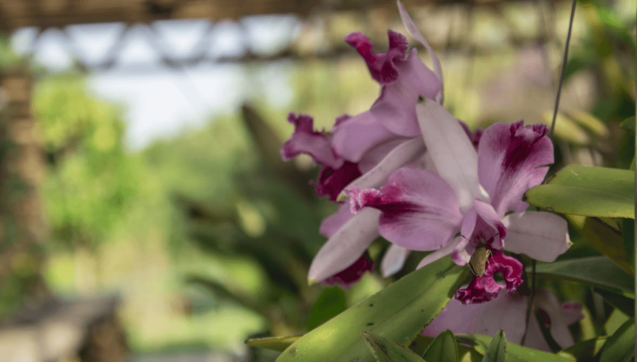 Jardim Botânico de Sorocaba tem oficina gratuita sobre cultivo de orquídeas - QTU Questões do Universo