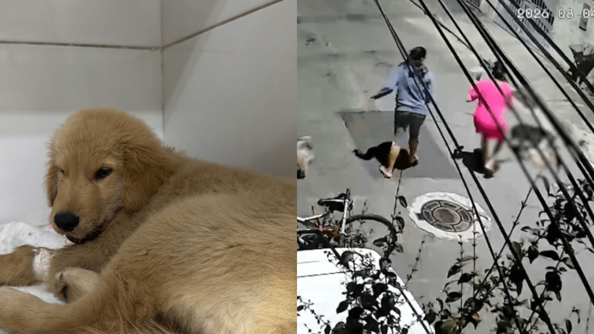 Pitbull ataca filhote de Golden Retriever e adolescente em SJCampos - QTU Questões do Universo