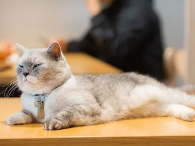 Dia Internacional do Gato: cat cafés em SP para se divertir com os bichanos