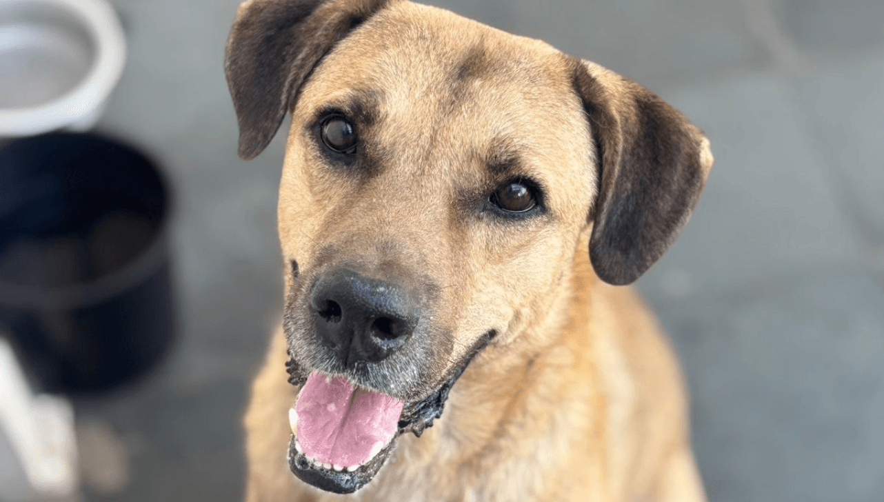 Indaiatuba recebe feira de adoção de animais neste sábado (8)
