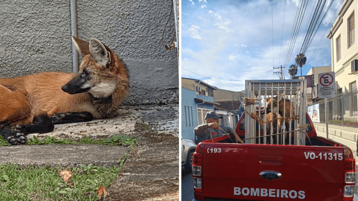 Lobo-guará é capturado pelo Corpo de Bombeiros em faculdade de Lorena