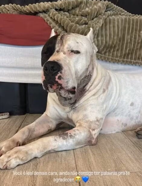 Pit Bull enfrenta onça e salva família de ataque na Serra da Cantareira