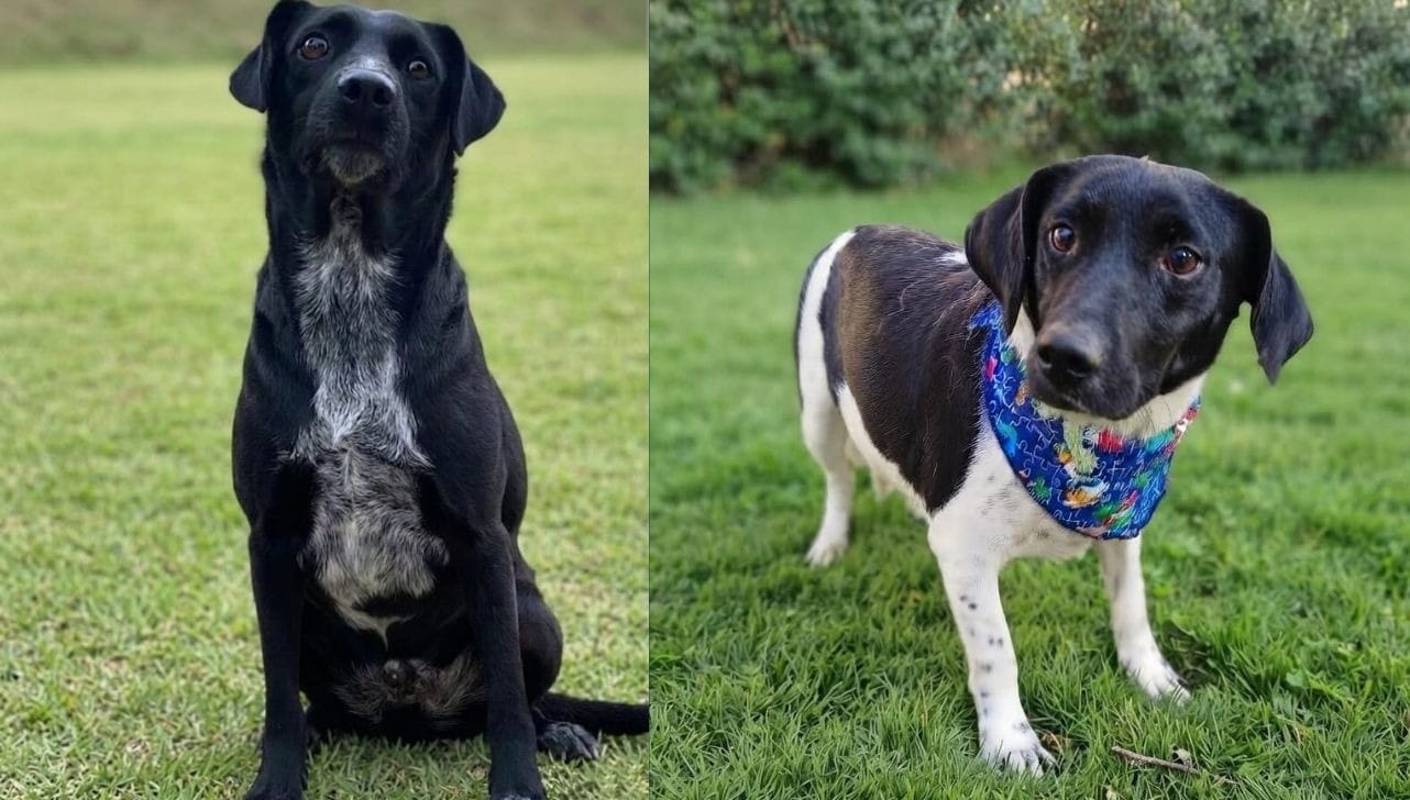 Sorocaba tem evento de adoção de cães neste sábado