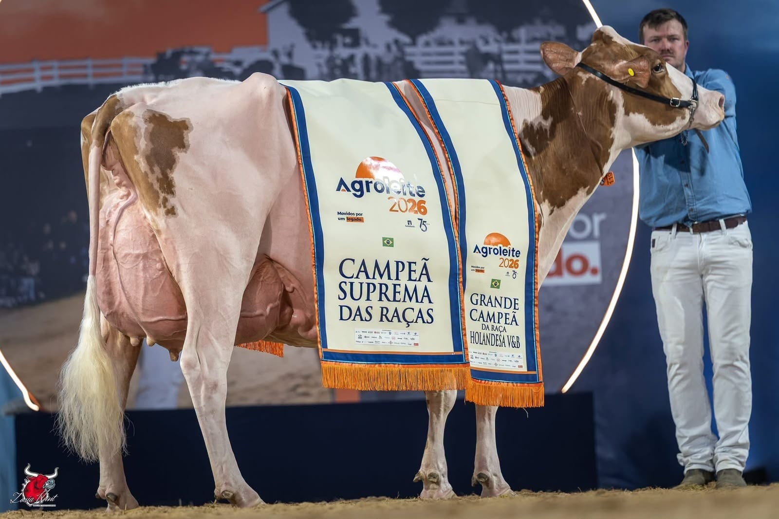 Vaca vermelha e branca é eleita a melhor holandesa do Brasil na Agroleite