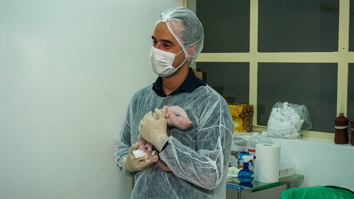 Porco clonado na USP passa por eutanásia ao chegar à maturidade sexual