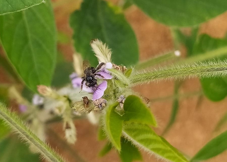 Abelhas nativas aumentam em 7% o peso dos grãos de soja, indica estudo