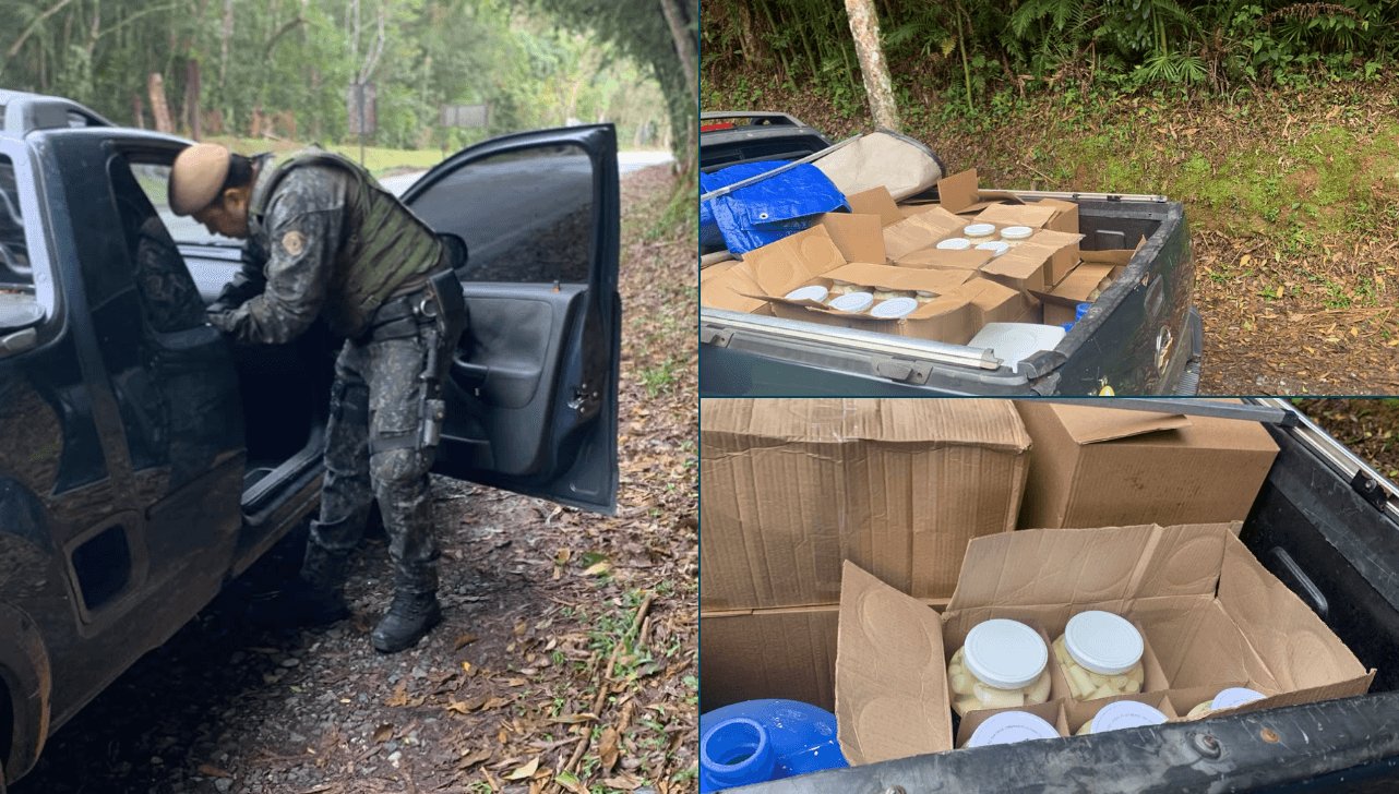 Polícia Ambiental apreende 162 kg de palmito em São Miguel Arcanjo