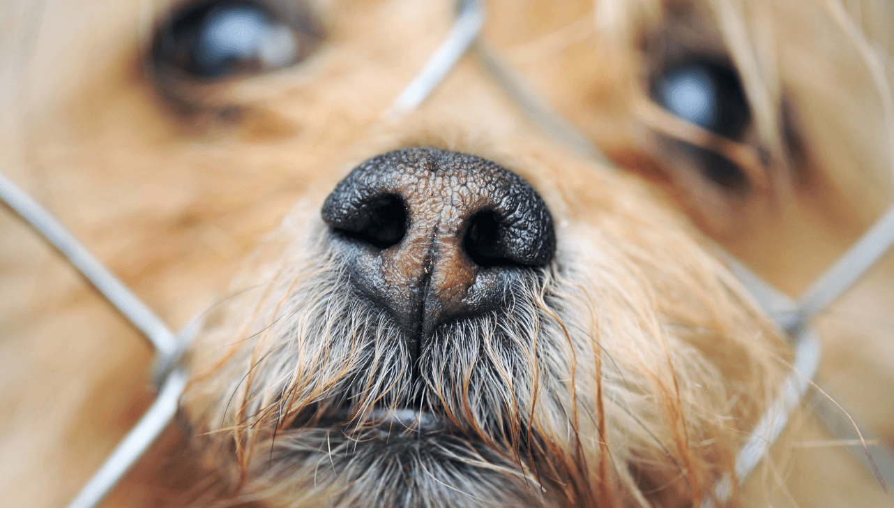 Projeto também vota a proibição da atuação em cargo, emprego ou função pública de pessoa condenada por maus-tratos de animais