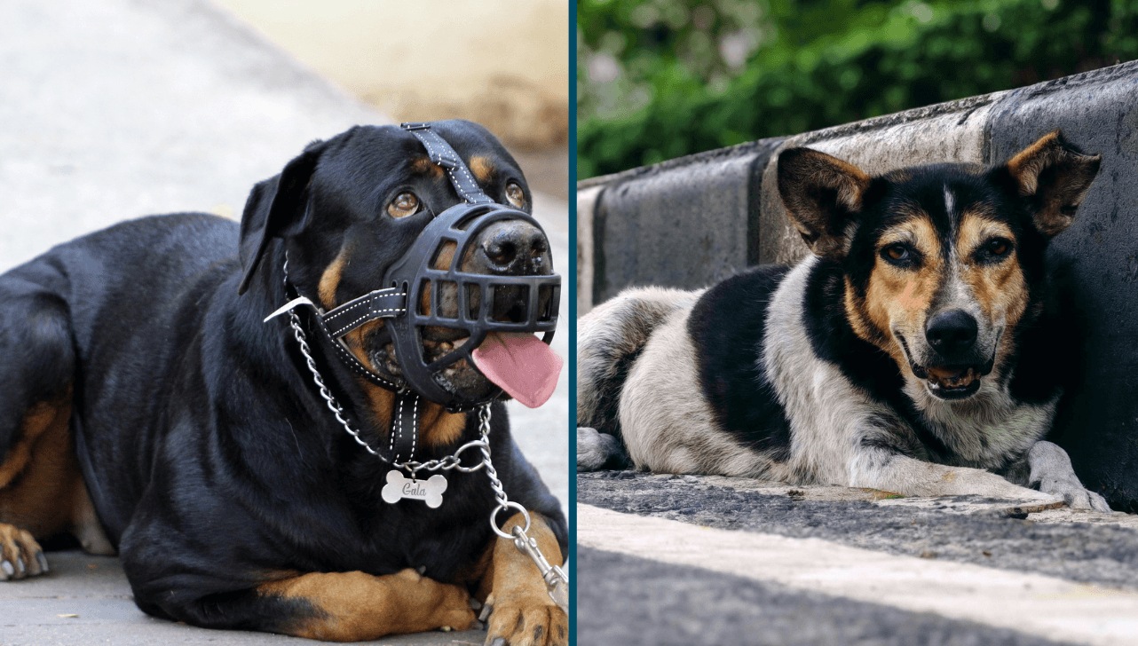 Câmara aprova uso de focinheira para cães e restrições por maus-tratos