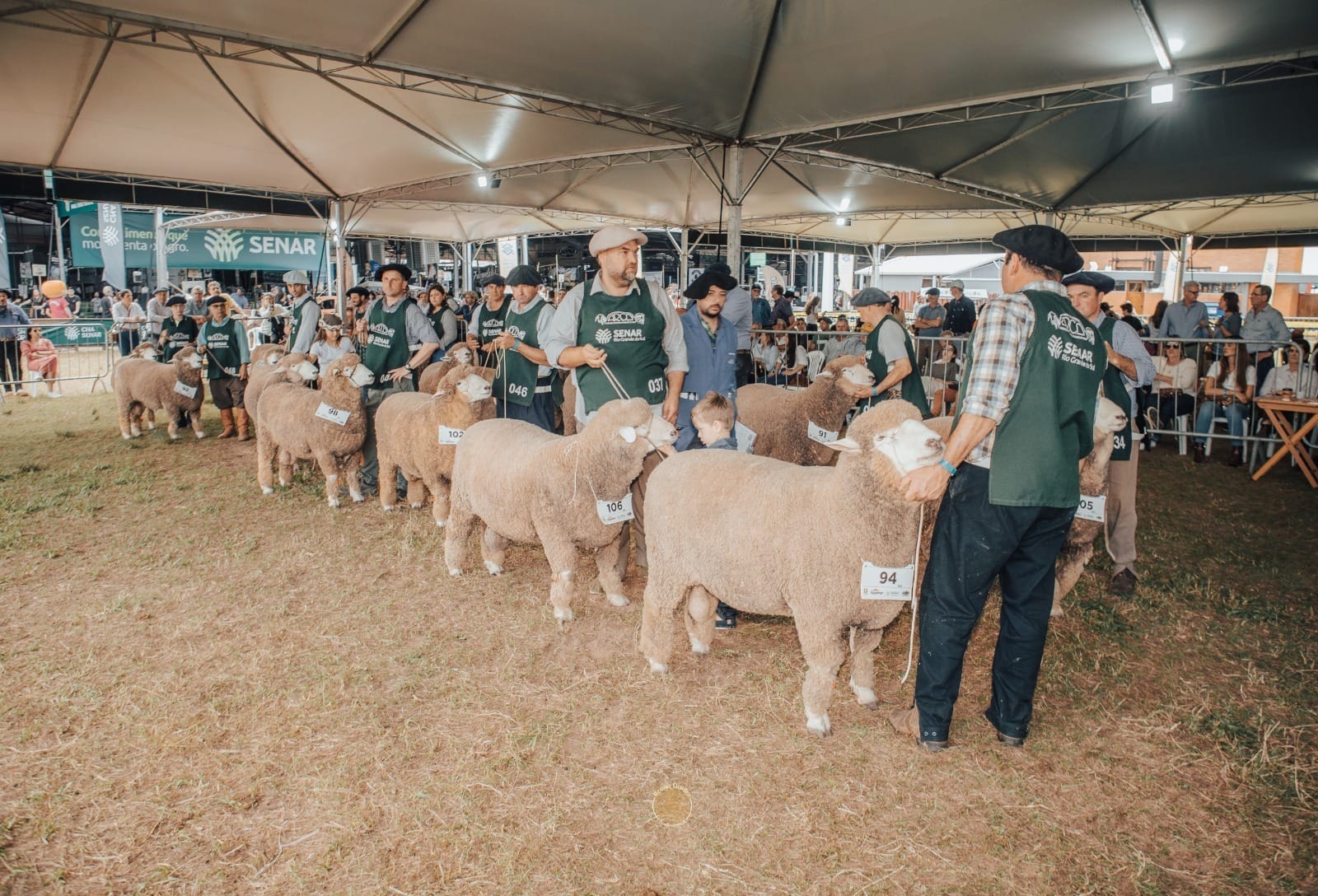 Expointer reúne 30 animais Corriedale e jurados do Brasil e Uruguai