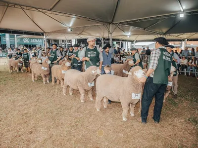 Expointer reúne 30 animais Corriedale e jurados do Brasil e Uruguai