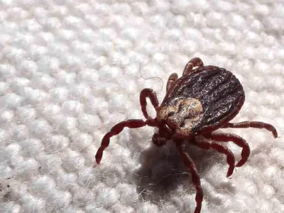 Estado de São Paulo tem 23 mortes por febre maculosa no primeiro semestre