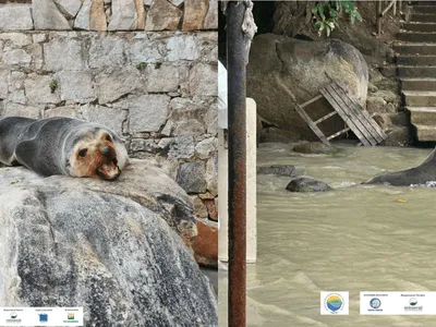 Lobo-marinho é resgatado pelo Instituto Argonauta em Caraguatatuba