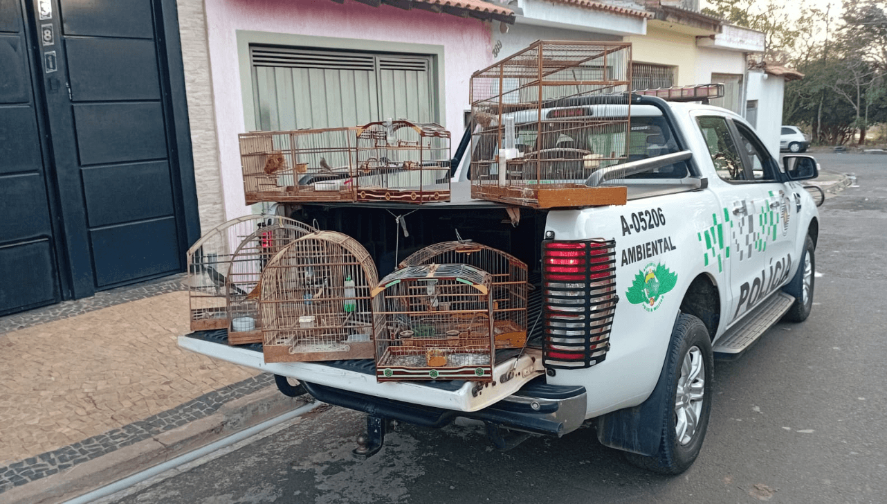 Rio Claro: homem é detido por manter 8 aves silvestres em cativeiro ilegal