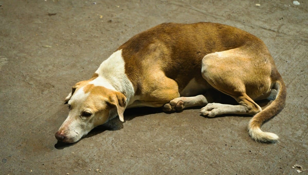 Câmara aprova suspensão e cassação da CNH para quem abandonar animais
