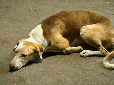 Câmara aprova suspensão e cassação da CNH para quem abandonar animais
