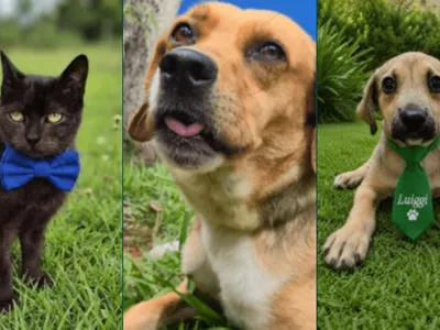 Paço Municipal recebe evento de adoção de cães e gatos em Sorocaba