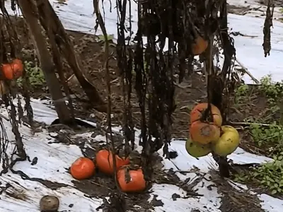 Temporal e tornados causam prejuízos em mais de 30 mil propriedades no RS
