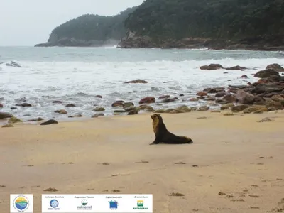 Lobo-marinho encontrado em Caraguatatuba retorna ao mar