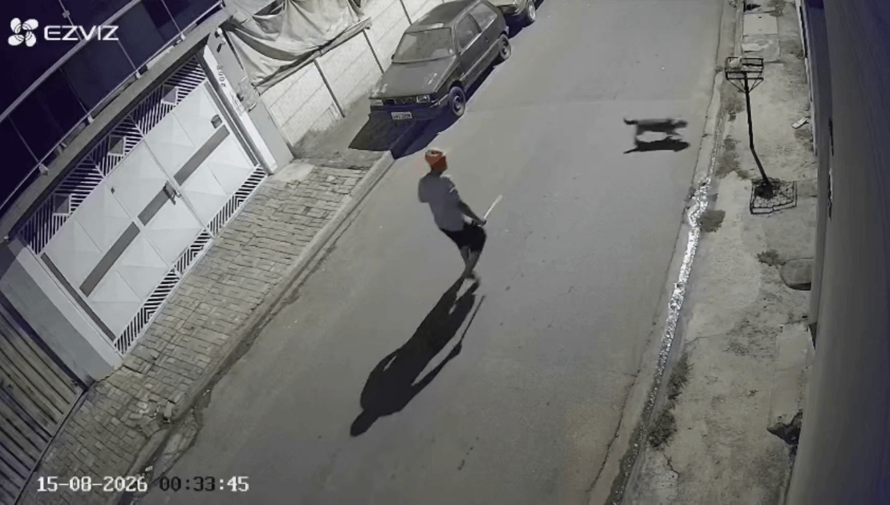 Homem é preso após ser filmado espancando cachorro com madeira em Atibaia