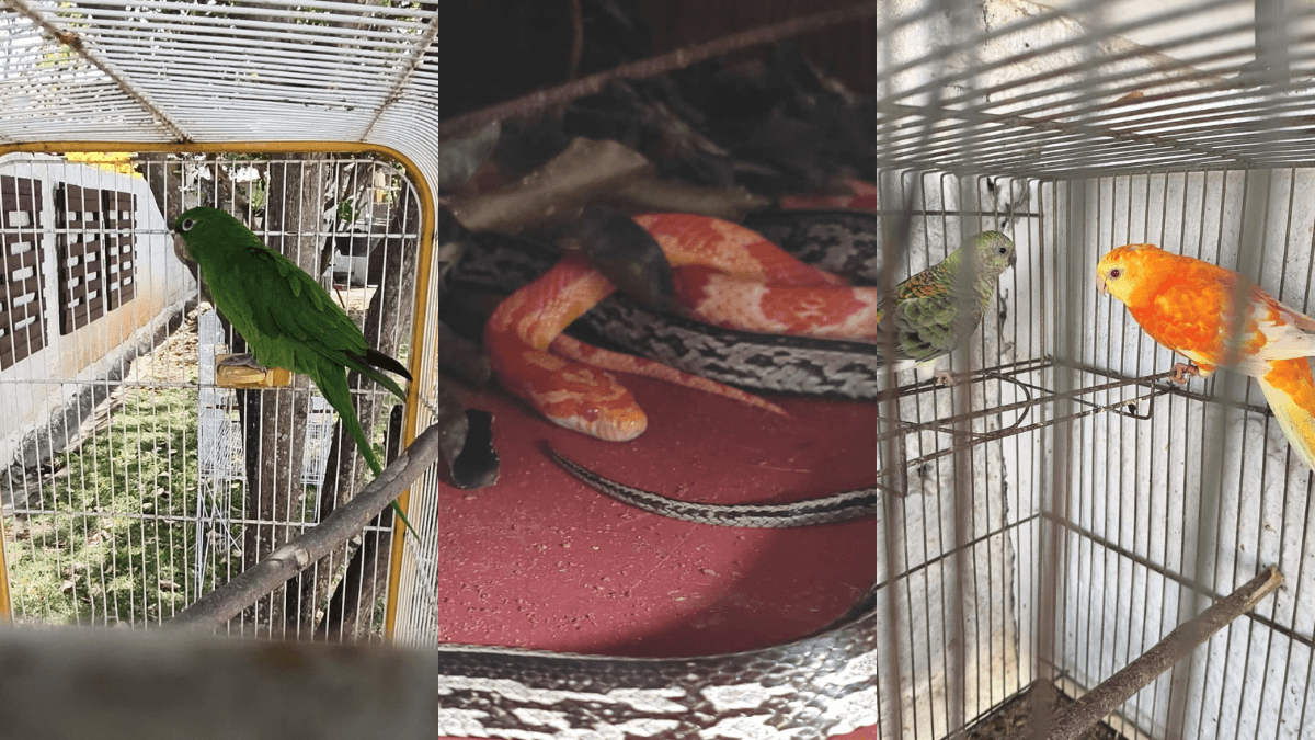 Polícia Ambiental apreende papagaio verdadeiro e cobras em Taubaté