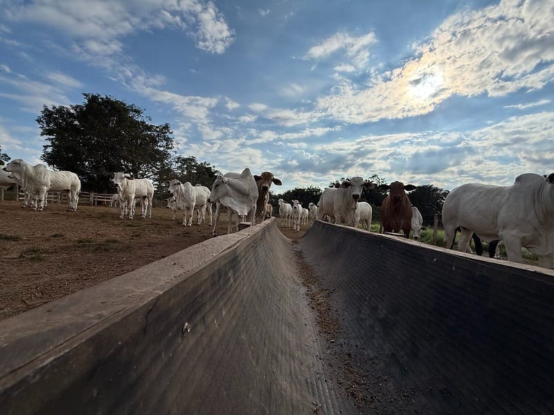 Confinamento em MT deve atingir 1,33 milhão de bovinos em 2026, diz Imea