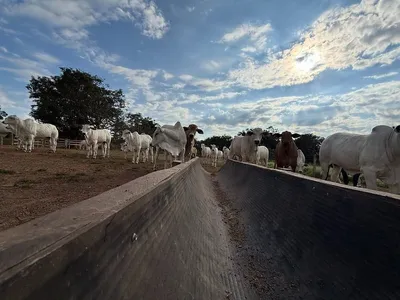 Agroband