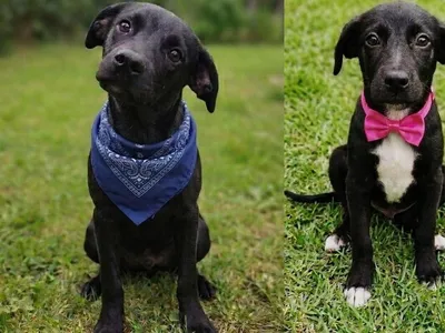 Evento de adoção de cães é neste sábado em Sorocaba