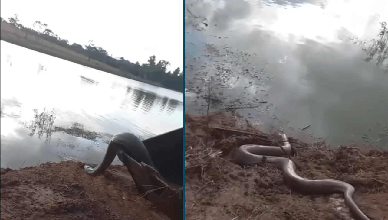 Vídeo flagra resgate de sucuri de 4 metros em represa de Votuporanga